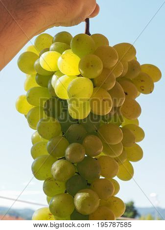 White Grape Fruit Food
