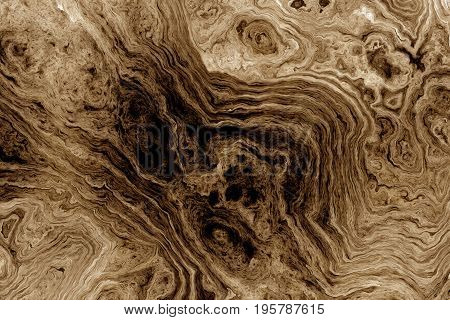 Texture of roots of tree with wavy lines and age rings. Abstract background.