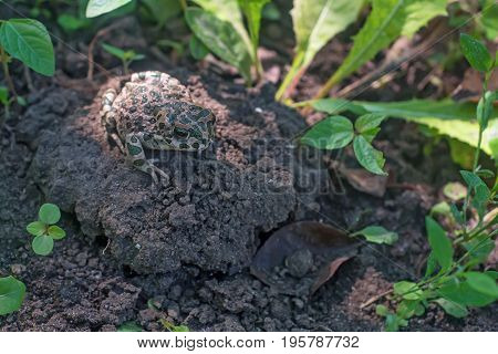 European green toad or Bufo viridis sits on the ground