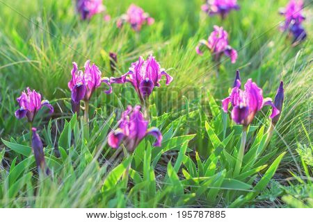 Spring wildflowers wallpaper with blossoming purple and magenta iris