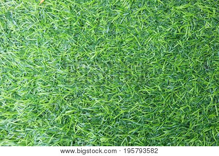 green surface of grass background, green sward wallpaper