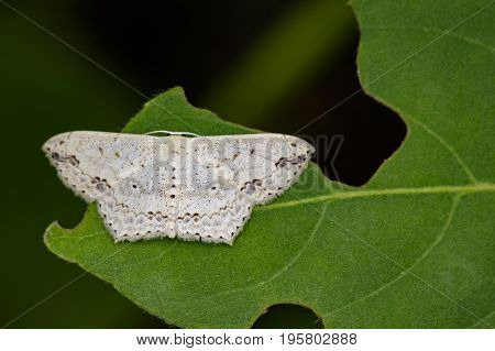 Image of Pointed Flatwing Butterfly(Moth) on green leaves. Insect Animal