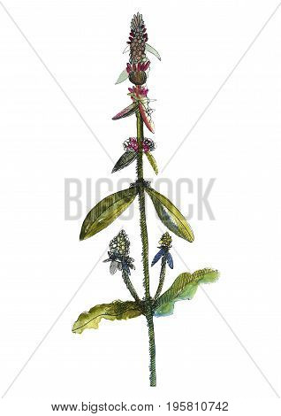 Flower watercolor illustration on white background. Hand drawn.