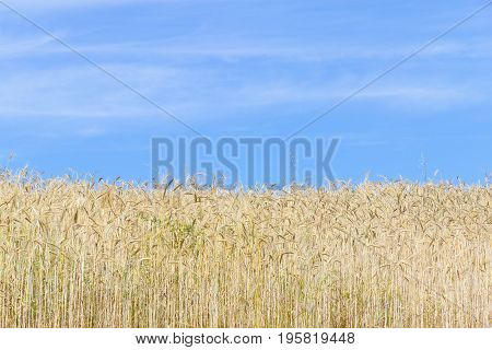 Wheat Field In Porto Covo
