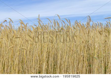 Wheat Field In Porto Covo