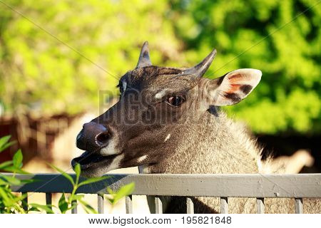 The portrait antelope nilgai or blue bull
