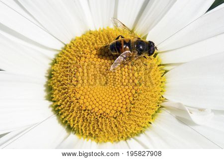 Bee sitting on camomile. Macro photo. White flower. Life of insects