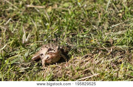 Beautiful pregnant frog in the grass in summer
