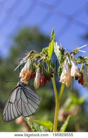 Butterfly cabbage on flower collects sweet nectar