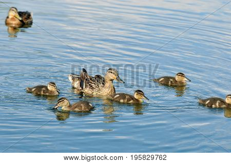 Mallard  - bird of the duck family (Anatidae) detachment of waterfowl. Mallard female and ducklings.