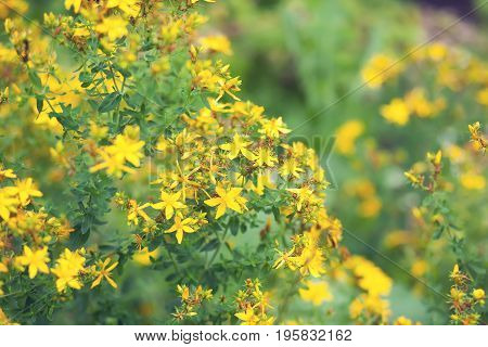 The tutsan plant with yellow flowers on a field