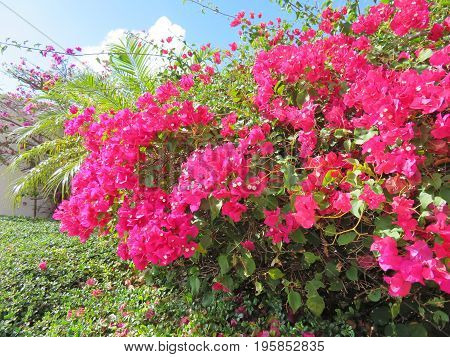 A pink Bouganvillea flower in full bloom