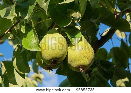 Shiny Delicious Pears Hanging From A Tree Branch In The Orchard..