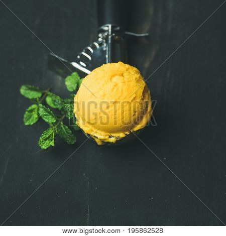 Mango sorbet ice cream scoop in ice cream scooper with fresh mint over black wooden background, copy space, square crop. Clean eating, healthy, vegetarian, weight loss, alkaline diet food concept