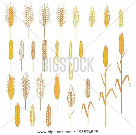A set of different spikelets. Elements for design