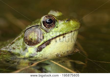 Close-up of a Green Frog (Rana clamitans) in a pond