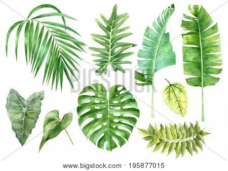 Hand drawn watercolor set of tropical leaves