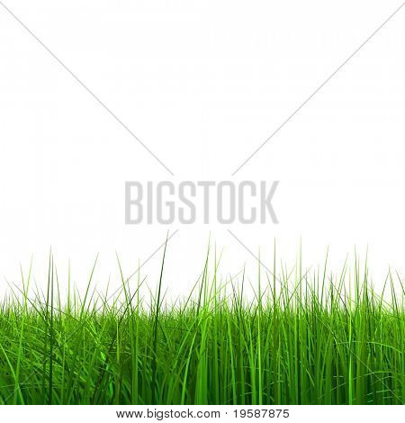 Herbe verte 3d de haute résolution isolé sur fond blanc