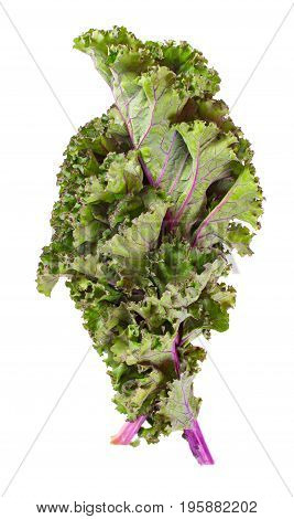 Red kale leaves or Russian kale isolated on white background