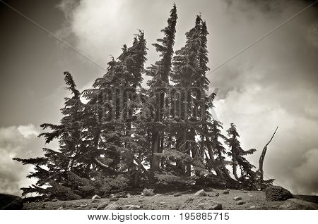 Some Whitebark Pine Trees On The Top Of A Mountain