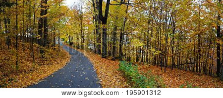 Colorful autumn forest fall leaves and path