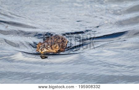 Muskrat (Ondatra Zibethicus) swims along in reflective and sparkling clear blue water