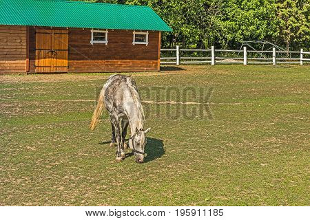 A beautiful horse on a summer playground in the background of a fragment of a stable in Mezhyhiria near Kiev.