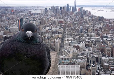 Cloudy view from empire state above New York south side with bird pigeon photobomb