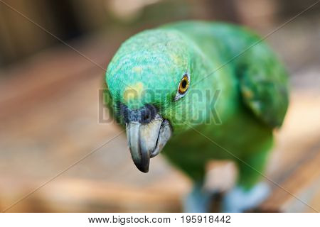 Macro of parrot green head. Parrot look into camera