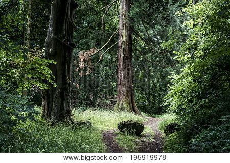 German National Park hiking girl on the trail beside a huge old mammoth tree