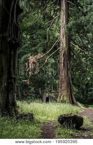 German National Park hiking girl on the trail beside a huge old mammoth tree