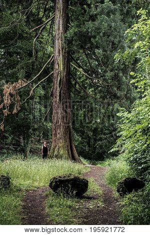 German National Park hiking girl on the trail beside a huge old mammoth tree