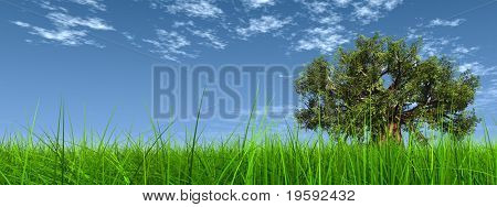 ความละเอียดสูงต้น baobab เครื่องมือ 3D ในหญ้าและท้องฟ้า มีเมฆ