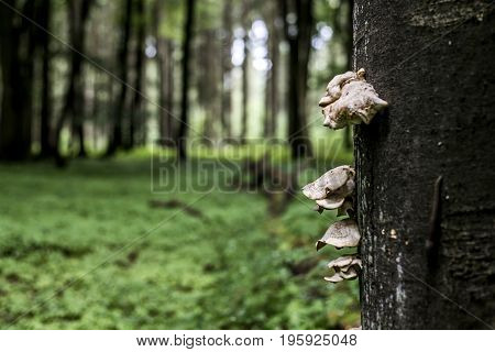 Bracket fungus growing from the stump of a dead beech tree. Forest germany bokeh background