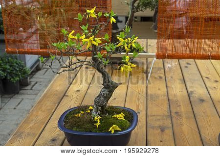 Blooming Forsythia - Bonsai In The Style Of 