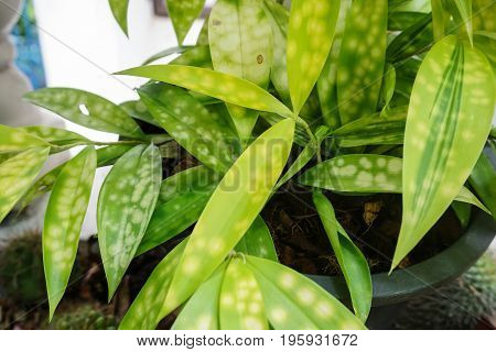 Disease damaged  plant in the  garden.
sick plant.