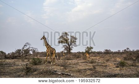 Giraffe in Kruger national park, South Africa ;Specie Giraffa camelopardalis family of Giraffidae