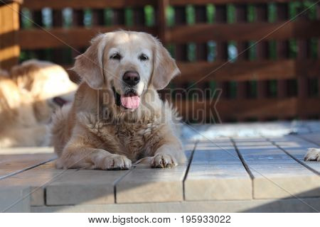 Beautiful golden retriver lie on the terrace.