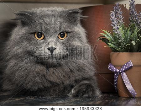 Portrait of a gray cat with mesmerizing yellow eyes