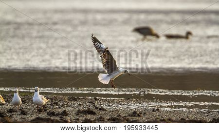 Grey-headed gull in Kruger national park, South Africa ; Specie Chroicocephalus cirrocephalus family of Laridae