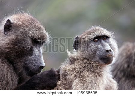 Baboons catch insects in wool. Cape Town. South Africa