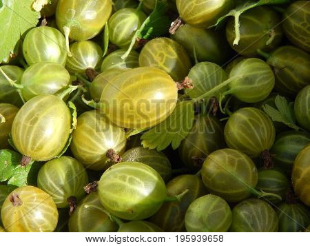 Berry gooseberries, harvesting agrus garden for nature