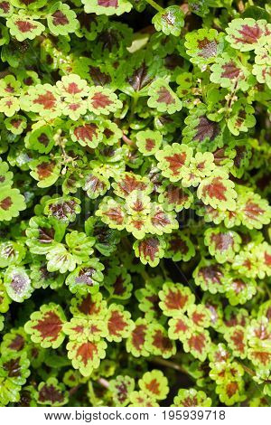 fresh green Solenostemon scutellarioides plant in nature garden