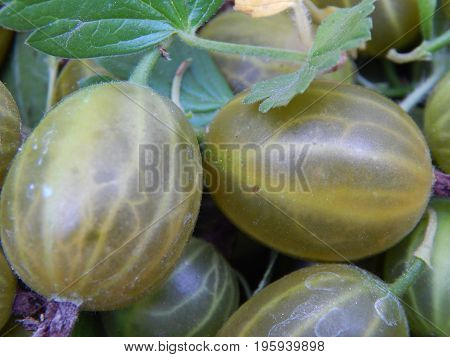 Berry gooseberries, harvesting agrus garden for nature