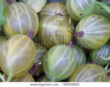 Berry gooseberries, harvesting agrus garden for nature