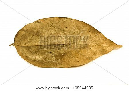 dry Phyllanthus acidus leaves on white background