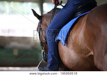 Unidentified male rider is training a young purebred stallion in the riding hall