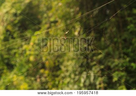Nephila Maculata, Giant Wood Spider in Laos