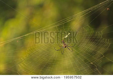 female Golden Web Spider Nephila pilipesin the forest of Laos