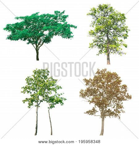 Group of isolated tree on white background.